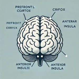 Brain showing cortex and insula