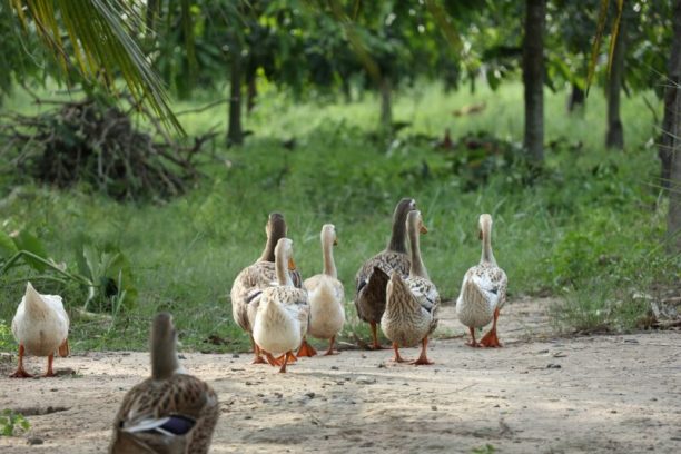 ducks-trees- forest-trail-daily routine-adventure
